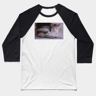 Abbey Cat Baseball T-Shirt